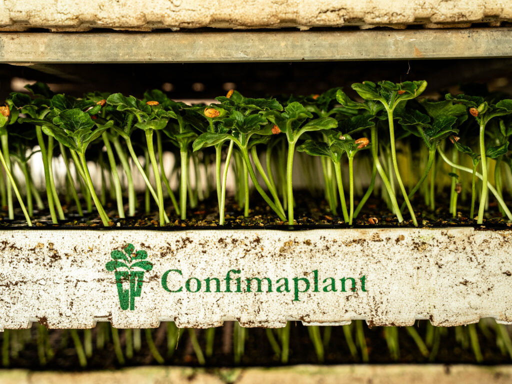 semillero en Almería